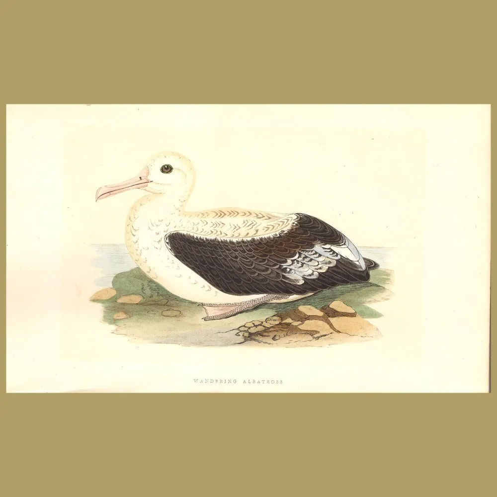 Antique print. Wandering Albatross
