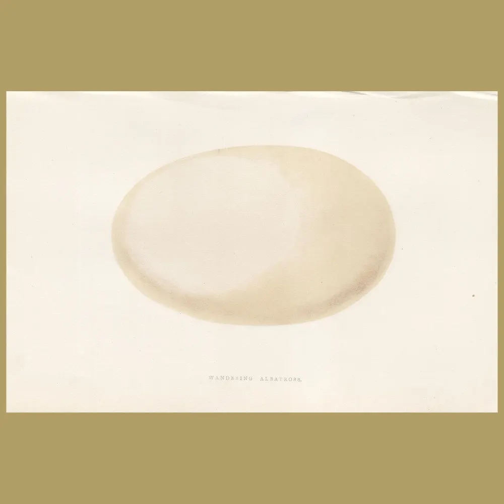 Antique print. Wandering Albatross Egg