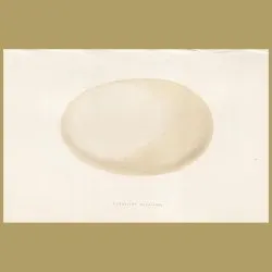 Wandering Albatross Egg