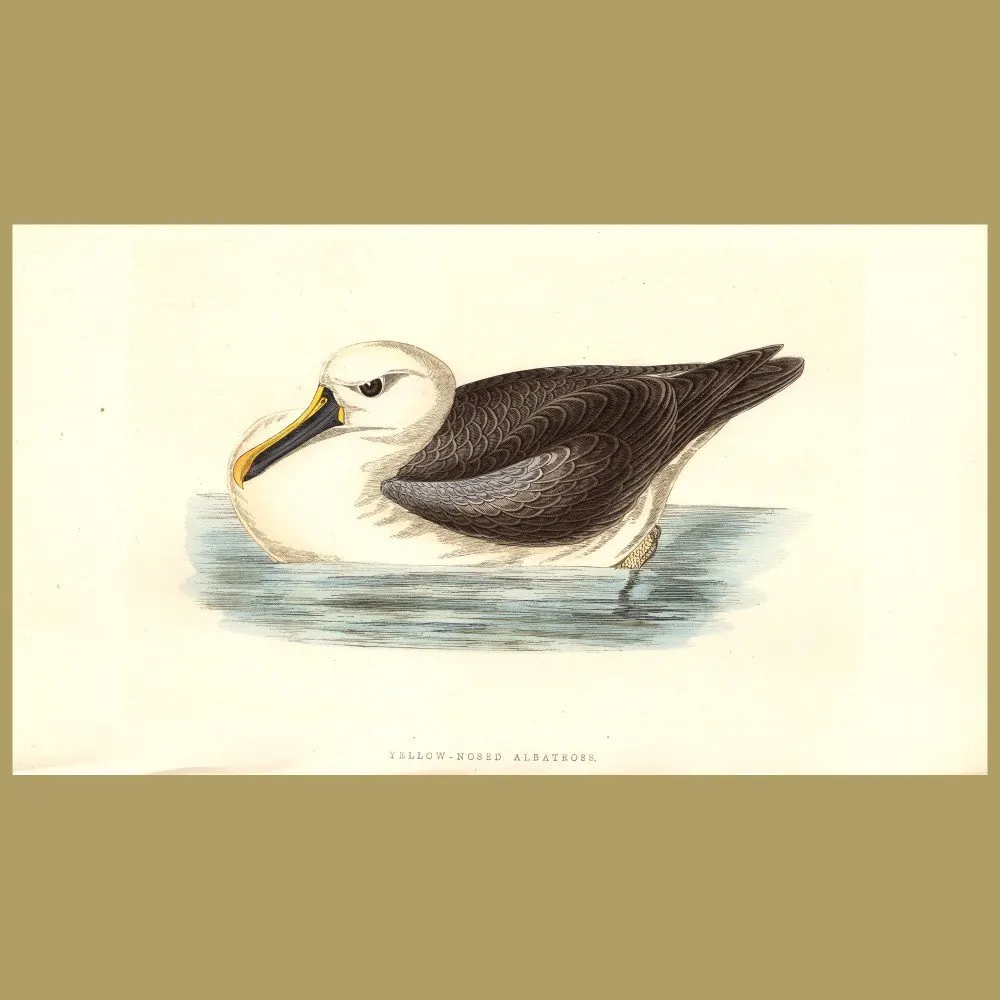 Antique print. Yellow-nosed Albatross