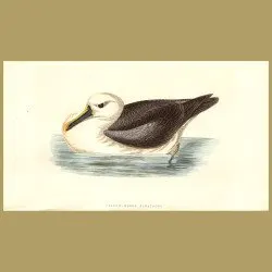 Yellow-Nosed Albatross