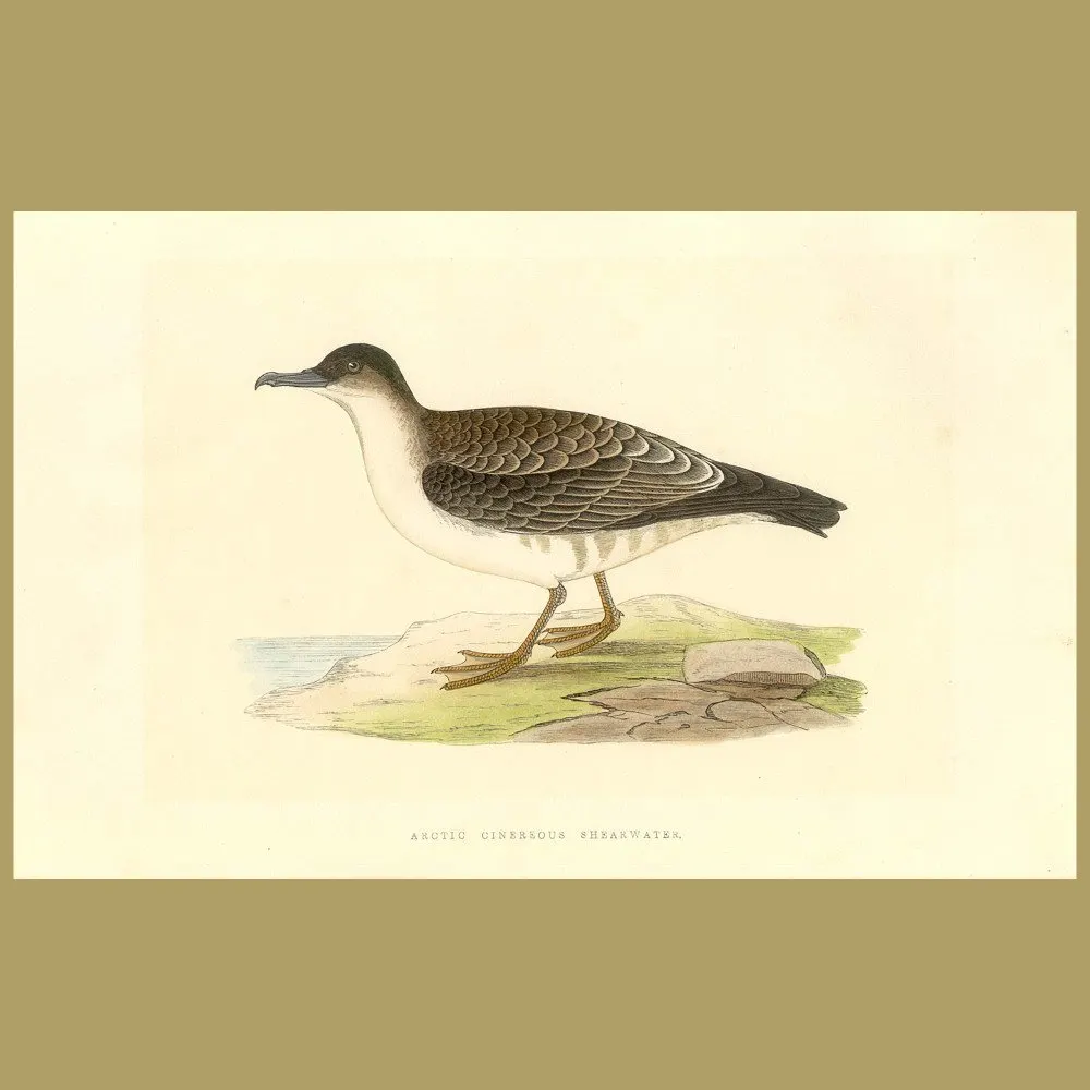 Antique print. Arctic Cinereous Shearwater