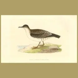 Arctic Cinereous Shearwater