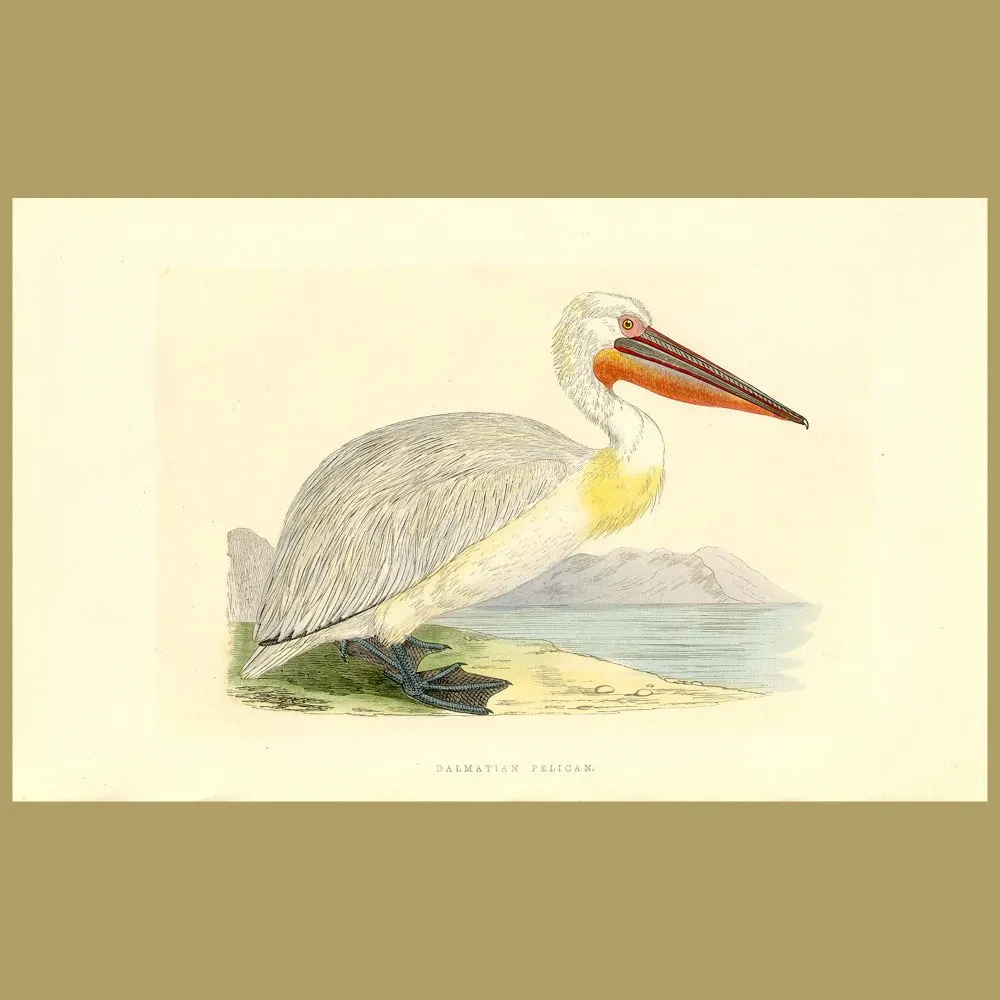 Antique print. Dalmation Pelican