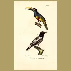 Australian Magpie And Black-Necked Toucan