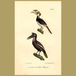 Hornbill And Great Hornbill