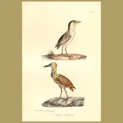 Black-Crowned Night Heron And Bittern
