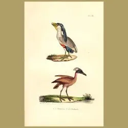 Boat-Billed Heron And Hamerkop