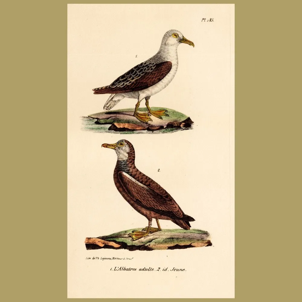 Antique print. Albatross