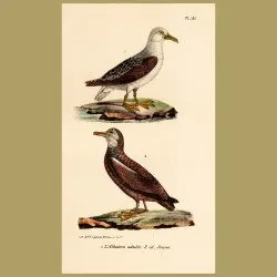 Albatross