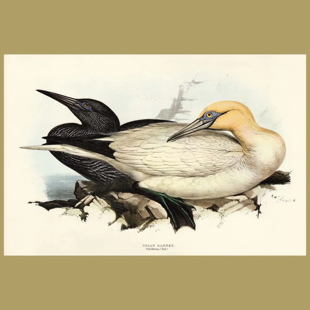 Solan Gannet: Genuine vintage print for sale.