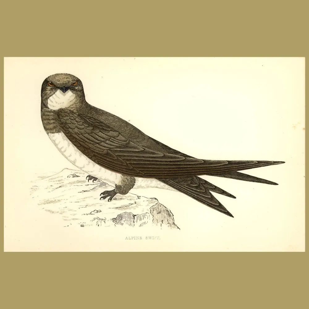 Alpine Swift: Genuine antique print for sale.