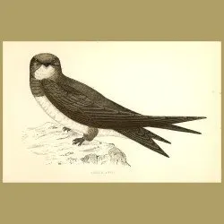 Alpine Swift