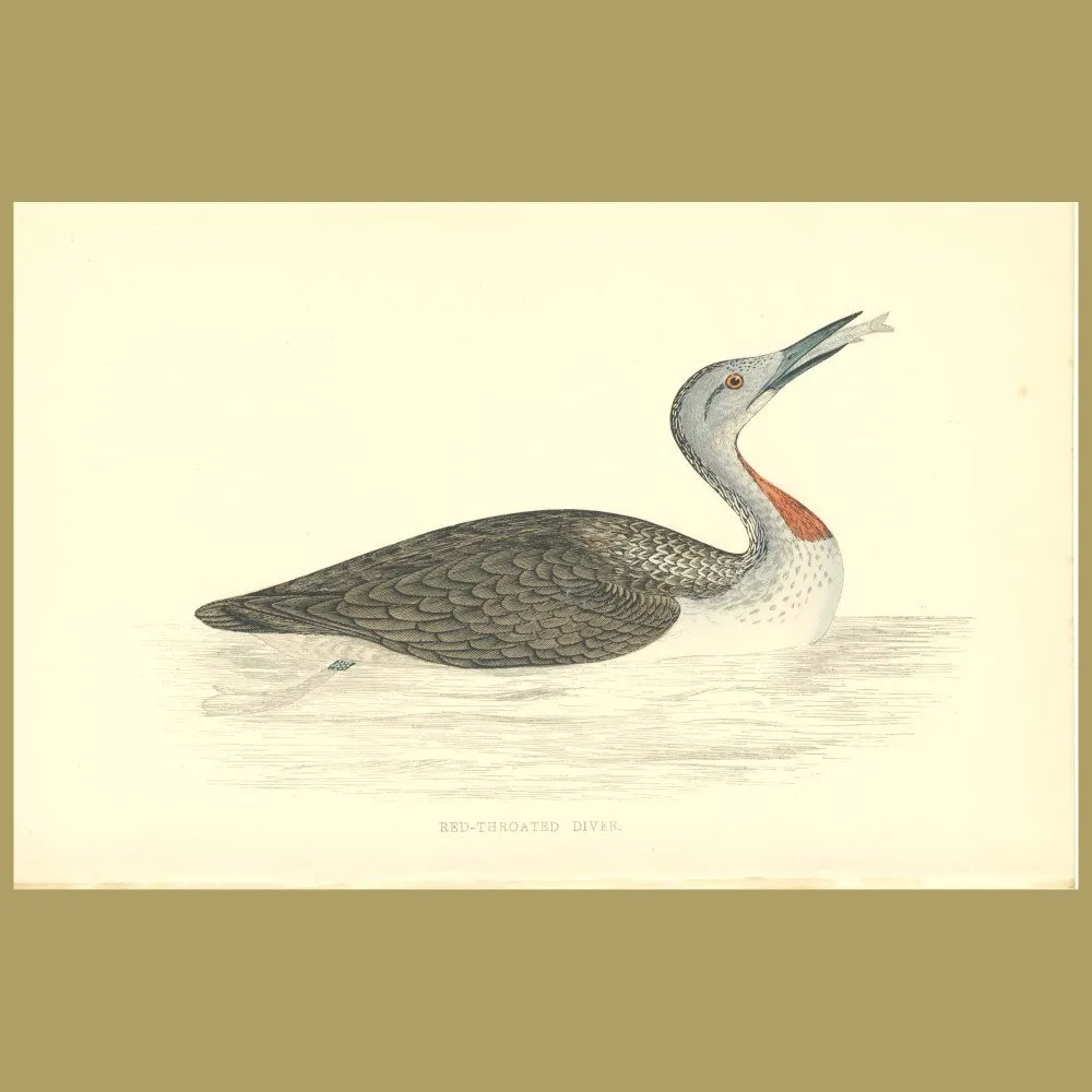 Antique print. Red-throated Diver