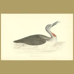Red-Throated Diver