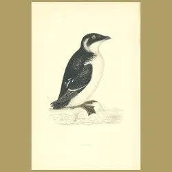 Rotche Or Little Auk