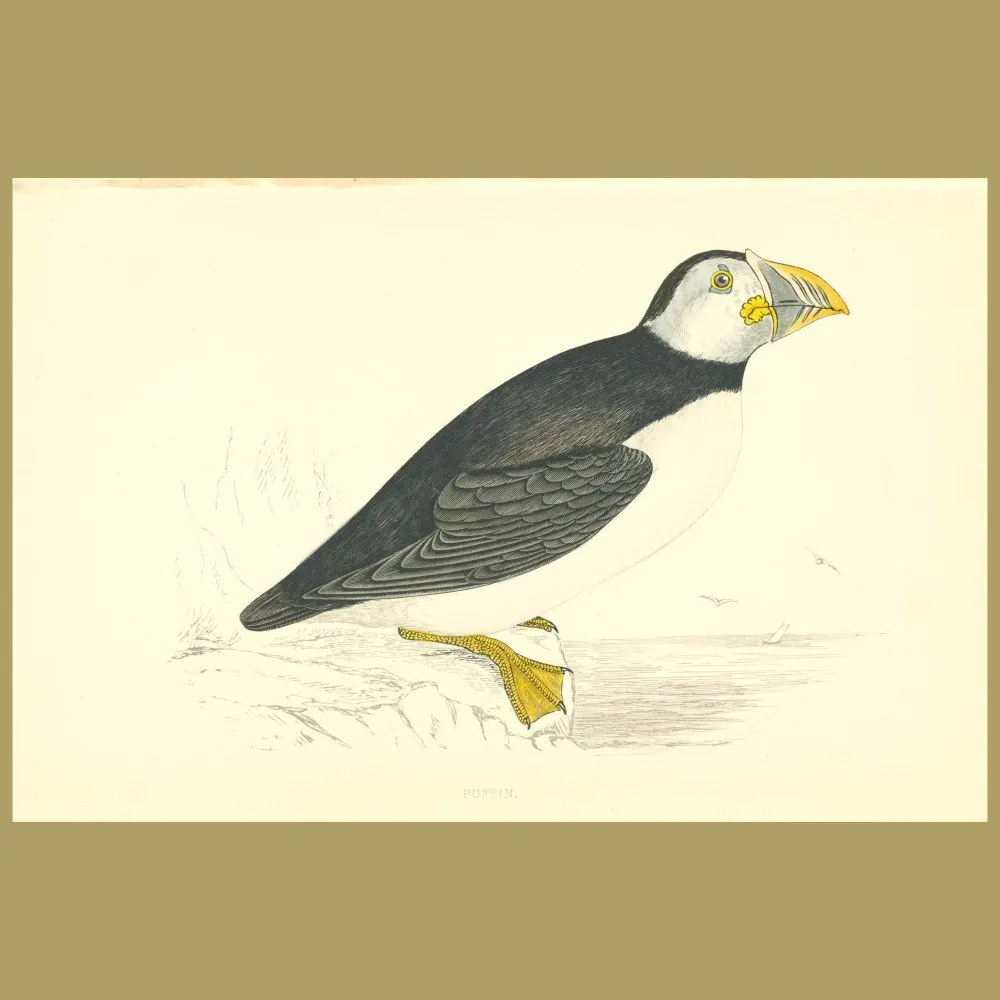 Antique print. Puffin
