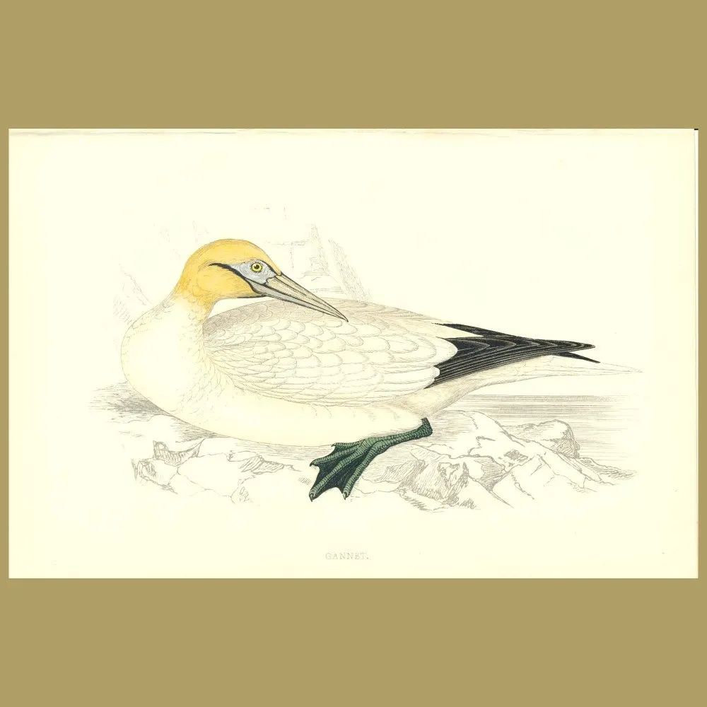 Antique print. Gannet