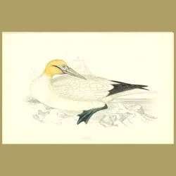 Gannet