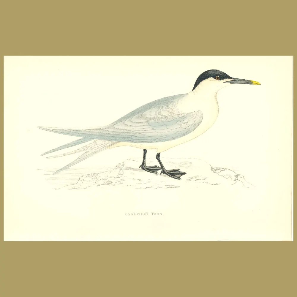 Antique print. Sandwich Tern