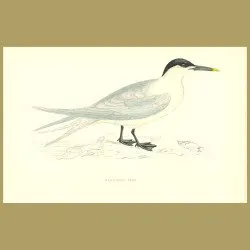 Sandwich Tern