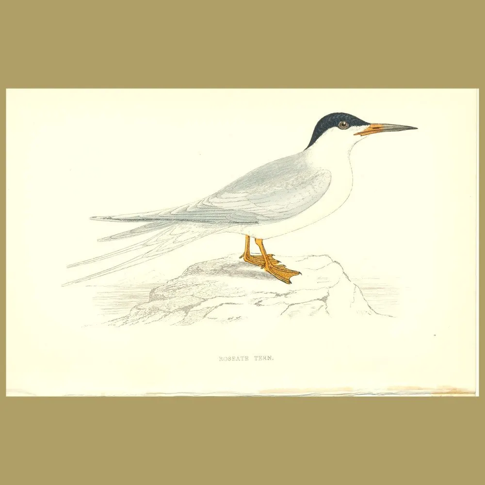 Antique print. Roseate Tern