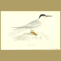 Roseate Tern
