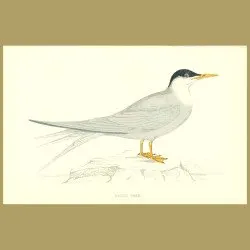 Arctic Tern