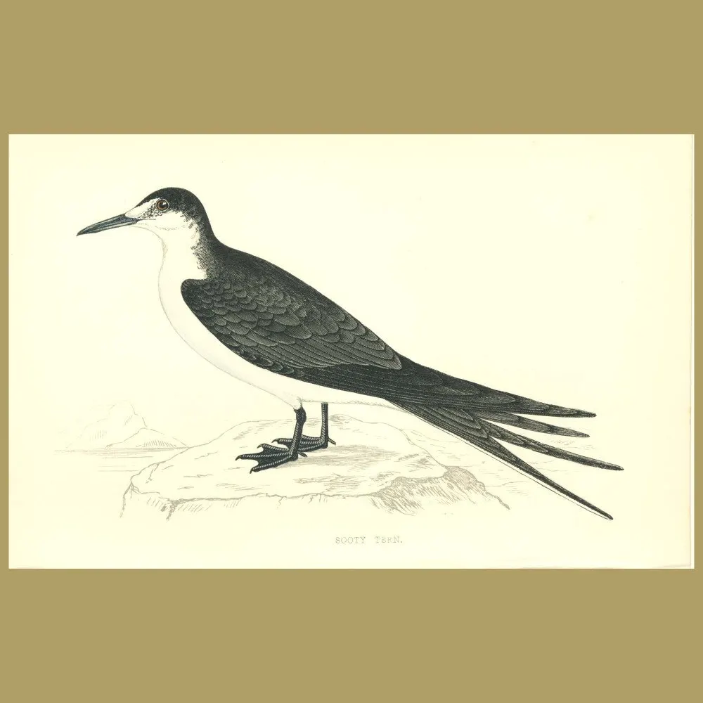 Antique print. Sooty Tern