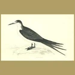 Sooty Tern
