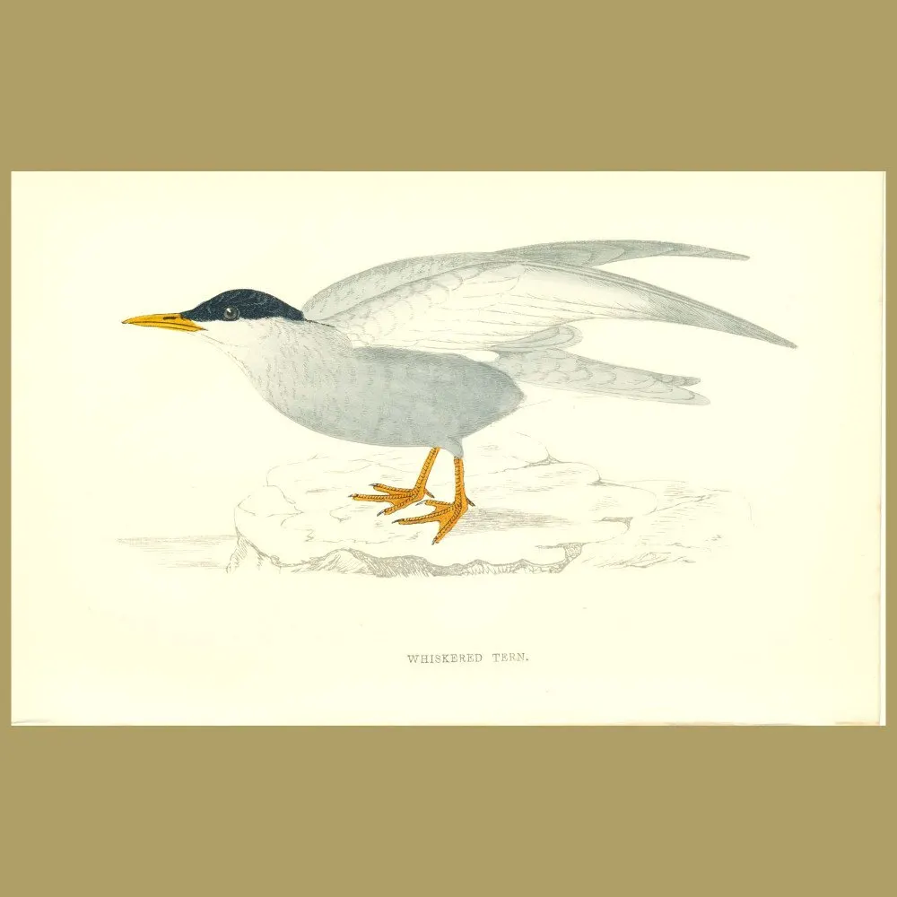 Antique print. Whiskered Tern