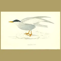 Whiskered Tern