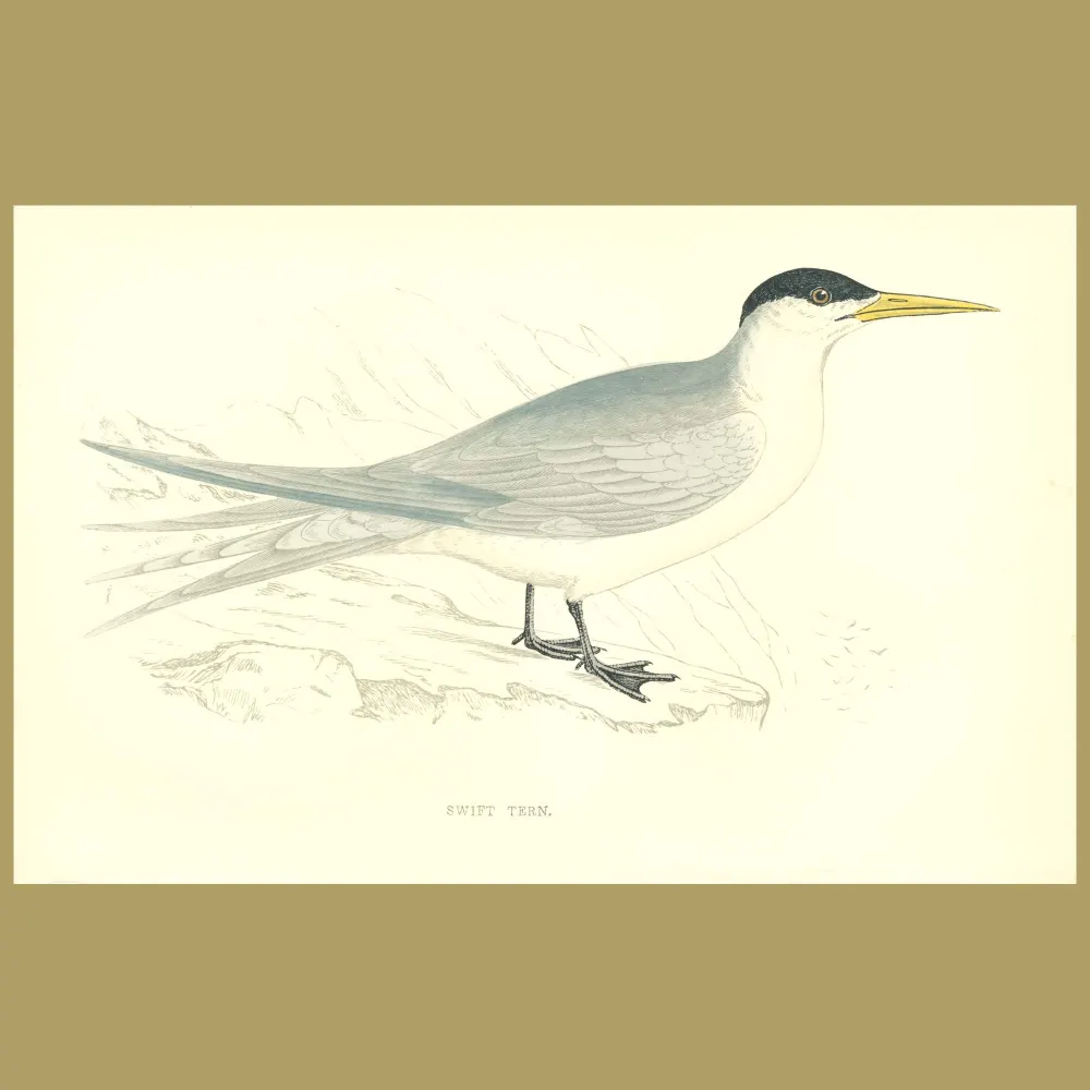 Antique print. Swift Tern