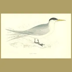 Swift Tern