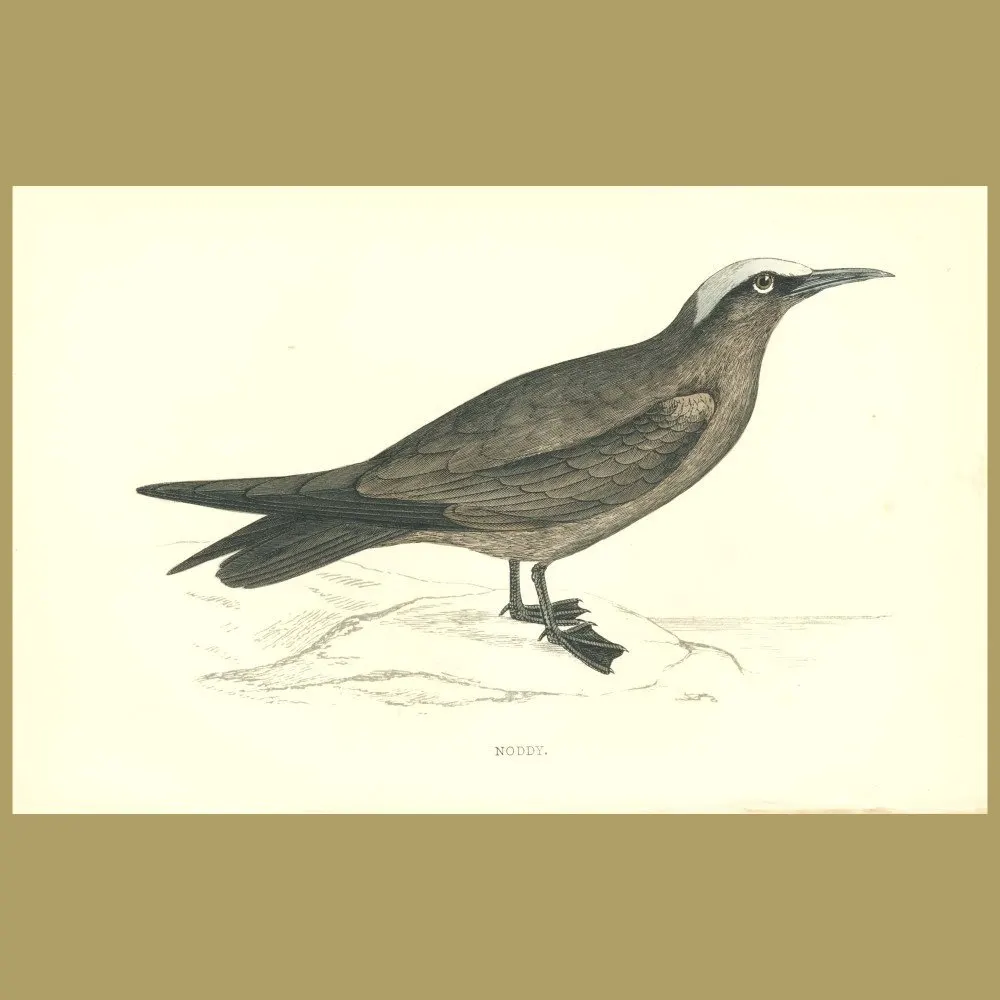 Antique print. Noddy