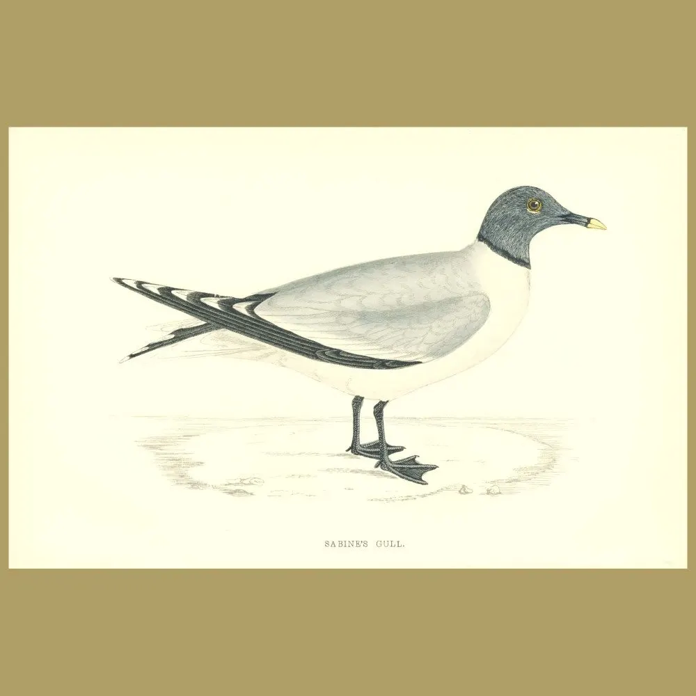Antique print. Sabine's Gull