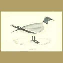 Sabine's Gull