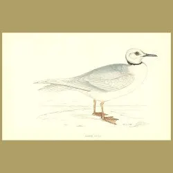 Ross's Gull