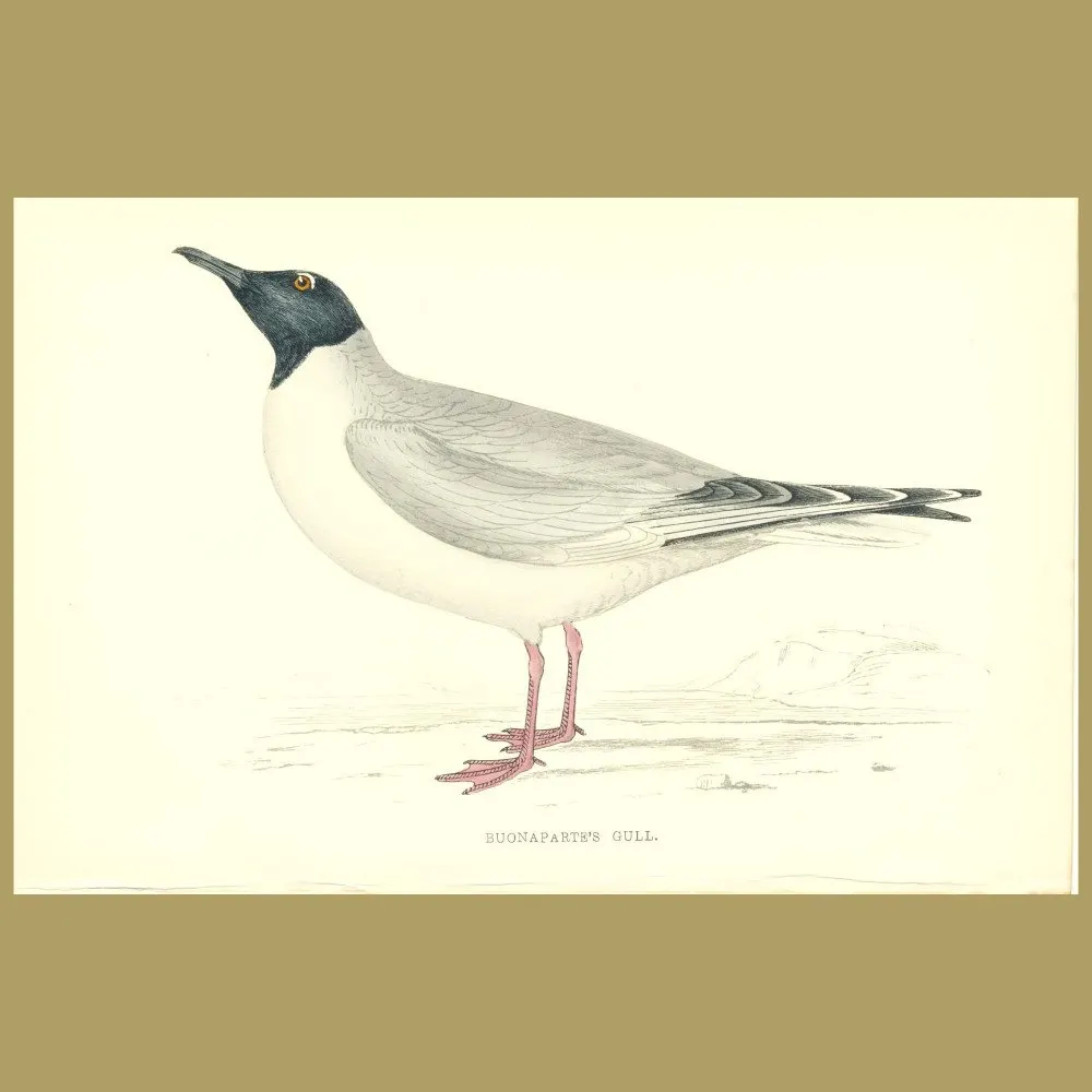 Antique print. Buonaparte's Gull