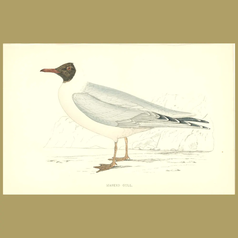 Antique print. Masked Gull
