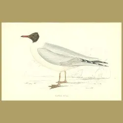 Masked Gull