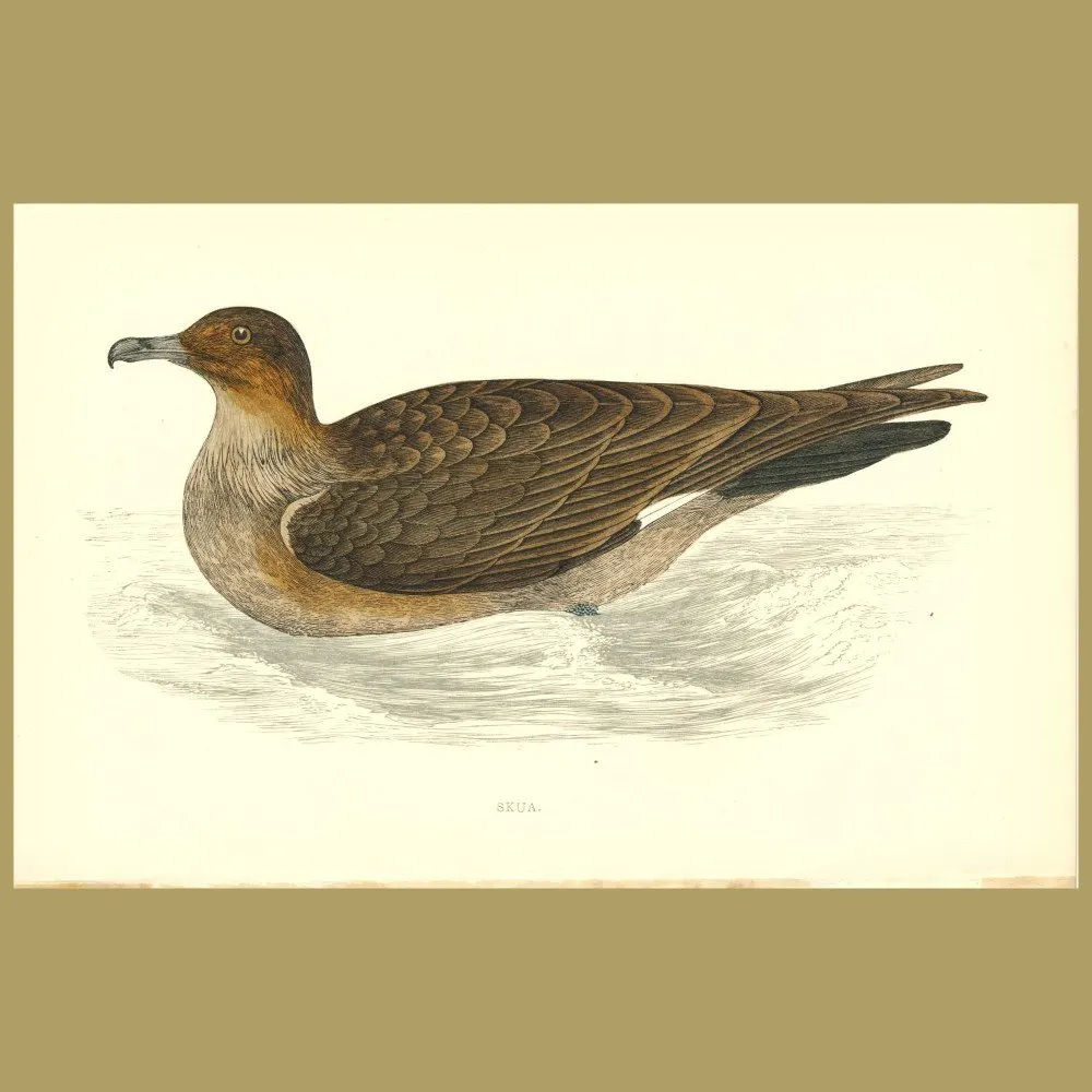 Antique print. Skua