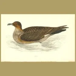 Skua