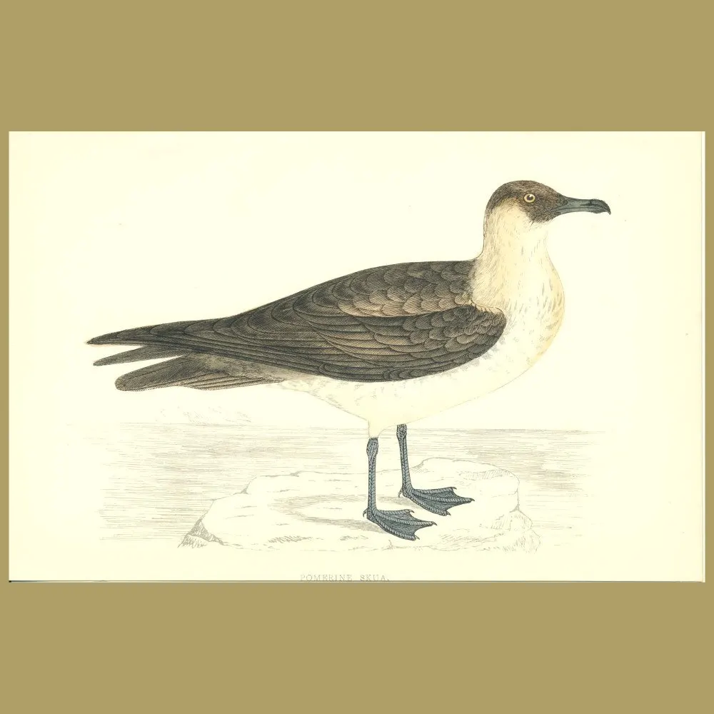 Antique print. Pomerine Skua