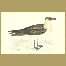 Pomerine Skua