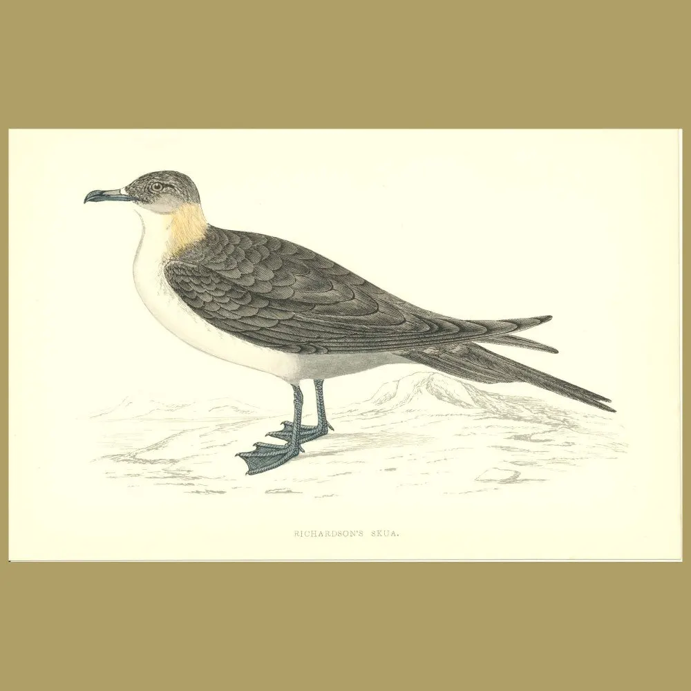 Antique print. Richardson's Skua
