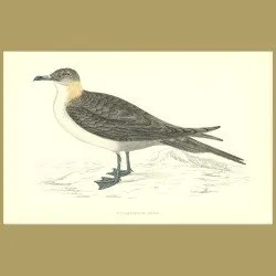 Richardson's Skua