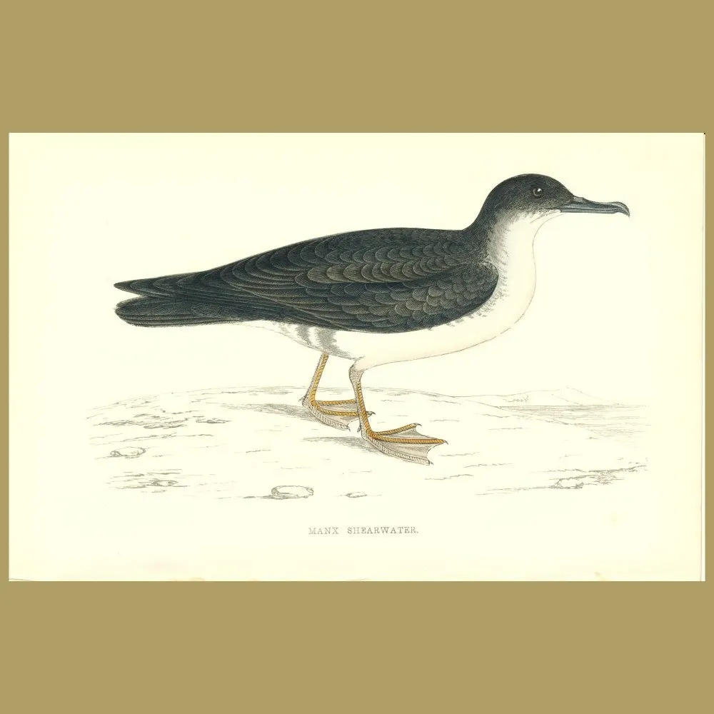 Antique print. Manx Shearwater