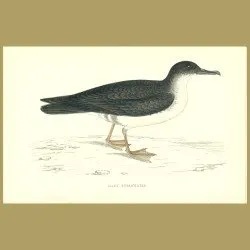 Manx Shearwater