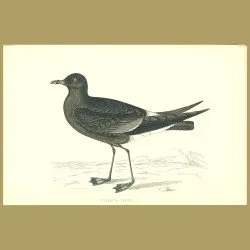 Wilson's Petrel